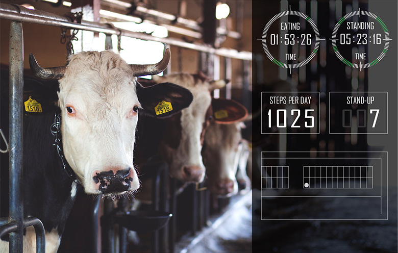 Top four uses of livestock monitoring using IoT