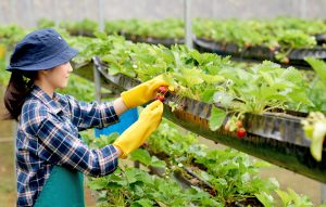 Vertical farming