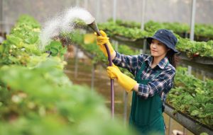 greenhouse solution